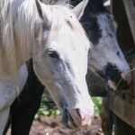 lose-up of horses at Long Lake Camp Adventures animal barn.